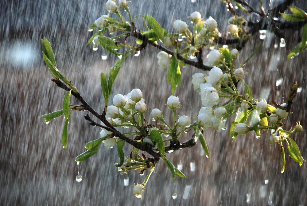 Spring Rain on Flowers